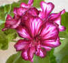 1_Pelargonium.jpg