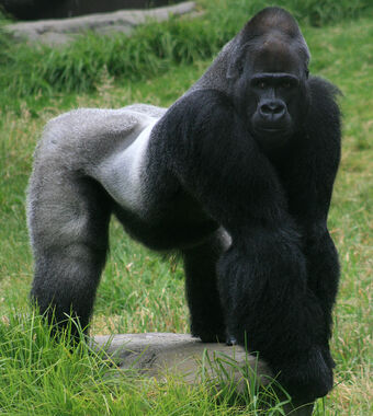 male_gorilla_in_sf_zoo.jpg