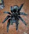 grammostola_pulchra_49503_168664.jpg