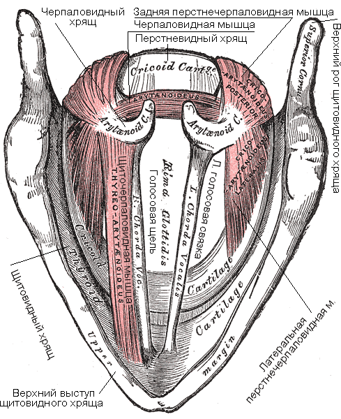 gray960_muscles_of_larynx_ru1.png